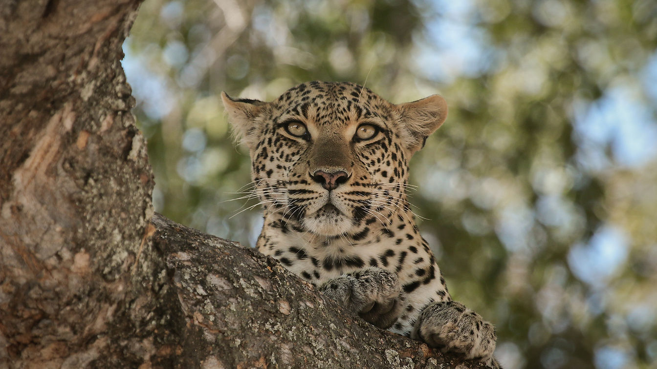 Leopard catches Monkey in Tree